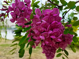 香花槐