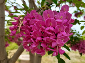 香花槐