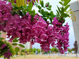 香花槐
