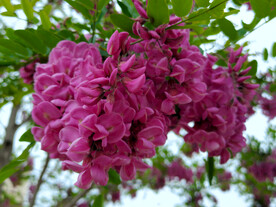 香花槐