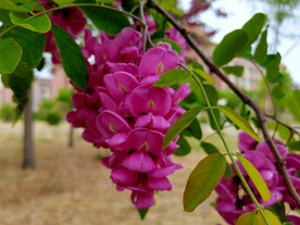 香花槐
