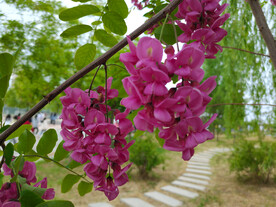 香花槐