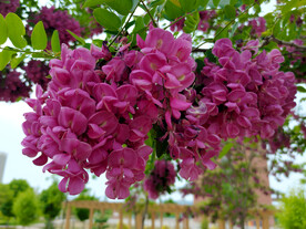 香花槐