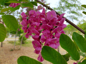 香花槐