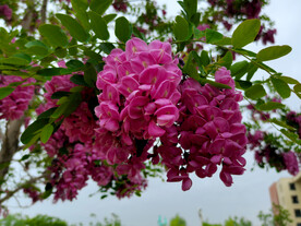 香花槐