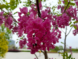 香花槐