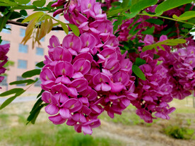 香花槐