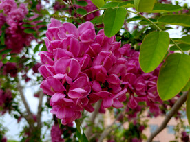 香花槐