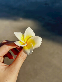 鸡蛋花