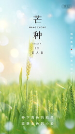 芒种海报