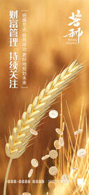 芒种海报