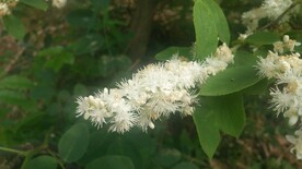 白檀花