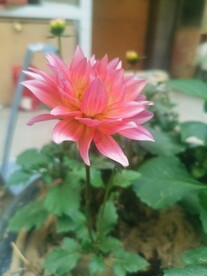 地瓜花