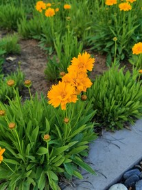 金鸡菊