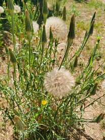黄花婆罗门参