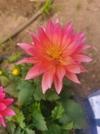 地瓜花