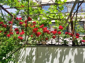 蔷薇