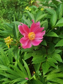 芍药