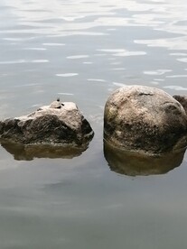乌龟晒背