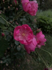 红花