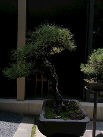 松树盆栽