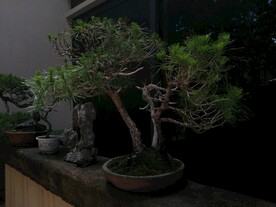 松树盆栽