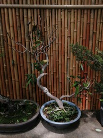 小盆景