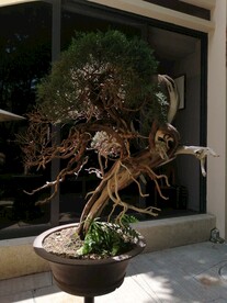 柏树盆栽