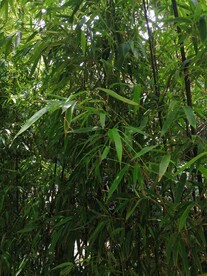 竹林
