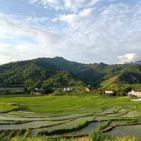 稻田