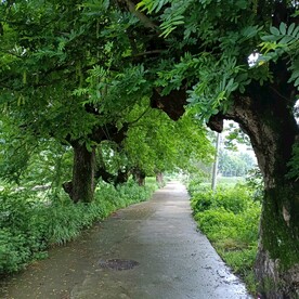 村头古树