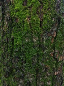 树身苔藓