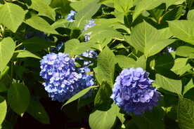 绣球花