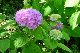 绣球花 