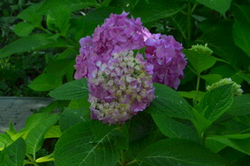 绣球花