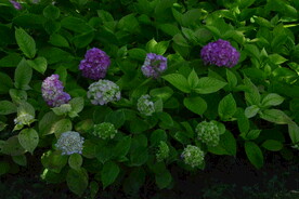 绣球花 