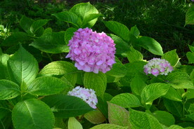 绣球花