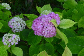 绣球花