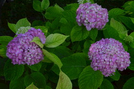 绣球花 