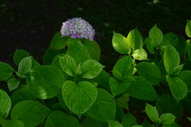 绣球花 