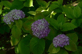 绣球花