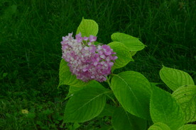 绣球花