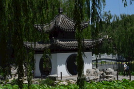 垂柳风景 