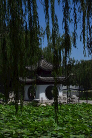 垂柳风景 