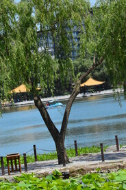 垂柳风景