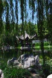 垂柳风景 