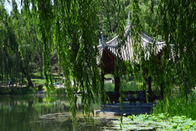垂柳风景