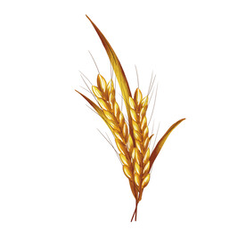 麦穗
