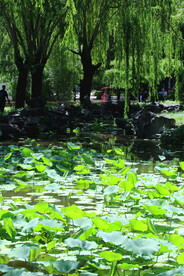  夏日大观园 