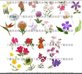 水仙花 牵牛花 山茶花